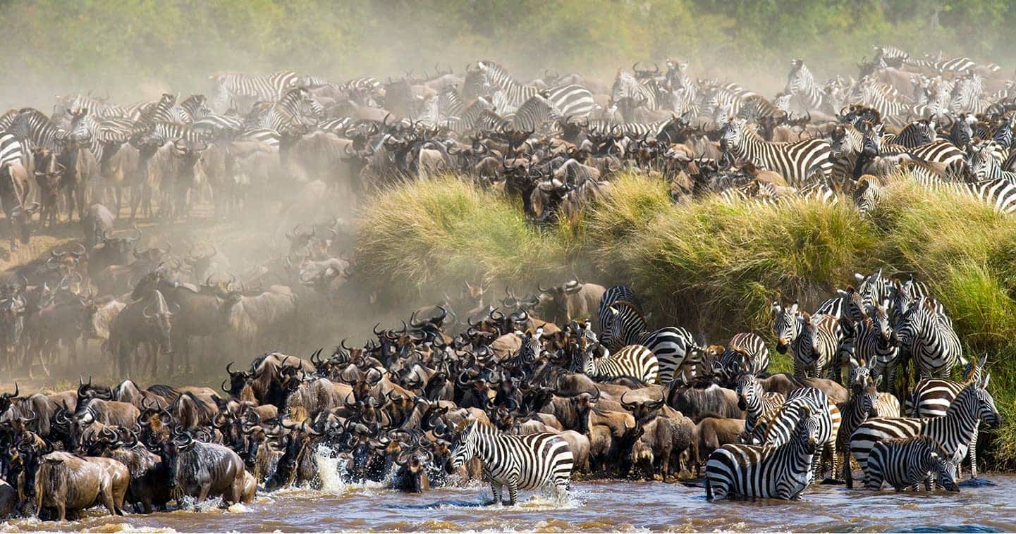 Wilderbeest Migration in Mara