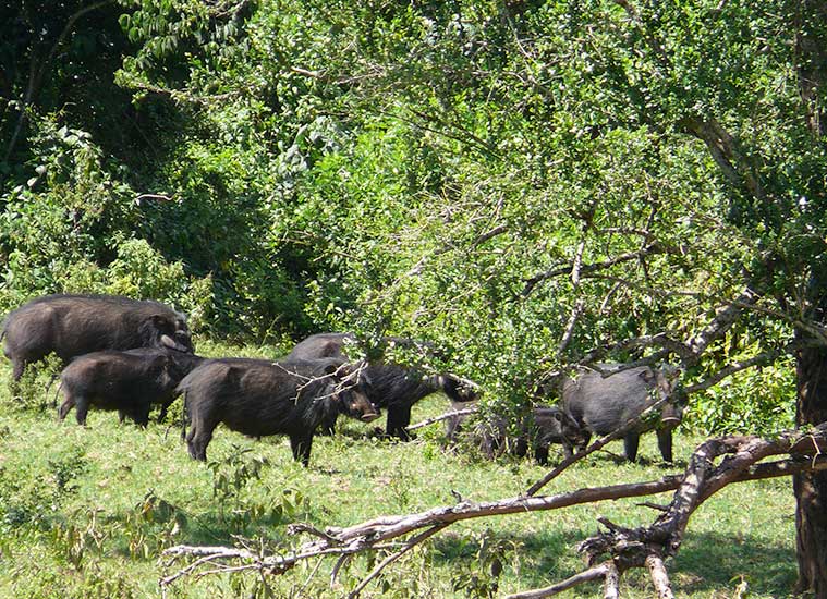 Warthogs at Arberdares