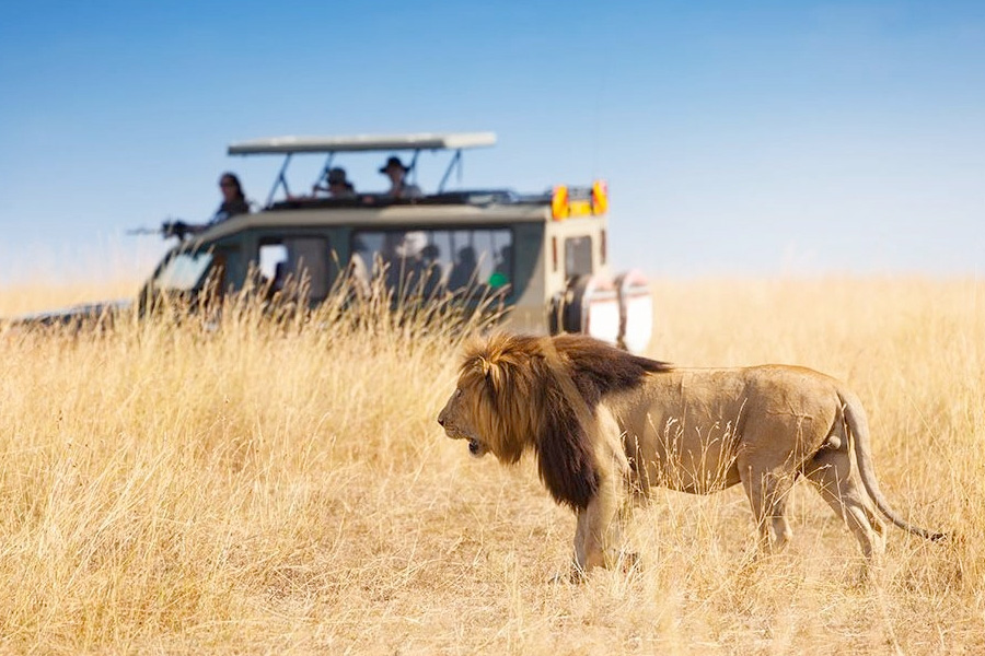 Lion at Maasai Mara National Reserve