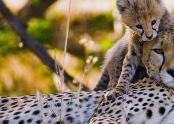 Cheeatah at Maasai Mara