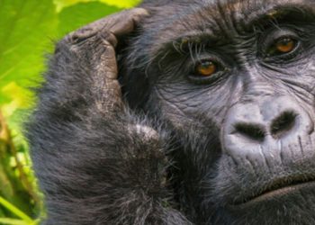 GorillainRwandaBanner