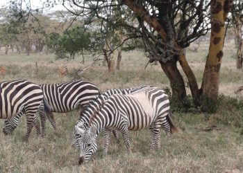 Zebras grazing at Lake Nakuru National Park