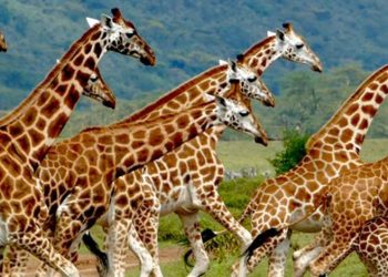giraffes-maasai-mara
