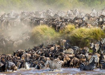 great-migration-masai-mara-kenya