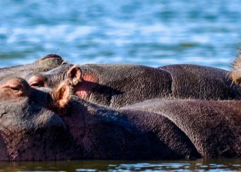 hippoatLakeNaivasha-banner